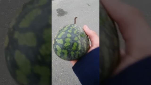 Самый маленький арбуз в мире????????? смотреть онлайн