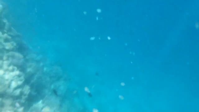 Риф ZAHABIA HOTEL & BEACH RESORT 4*.