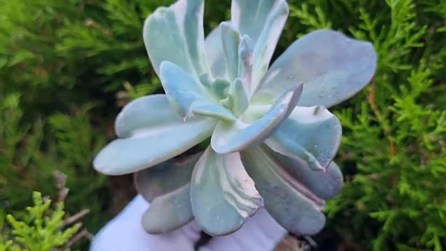 Echeveria Berserk смотреть онлайн