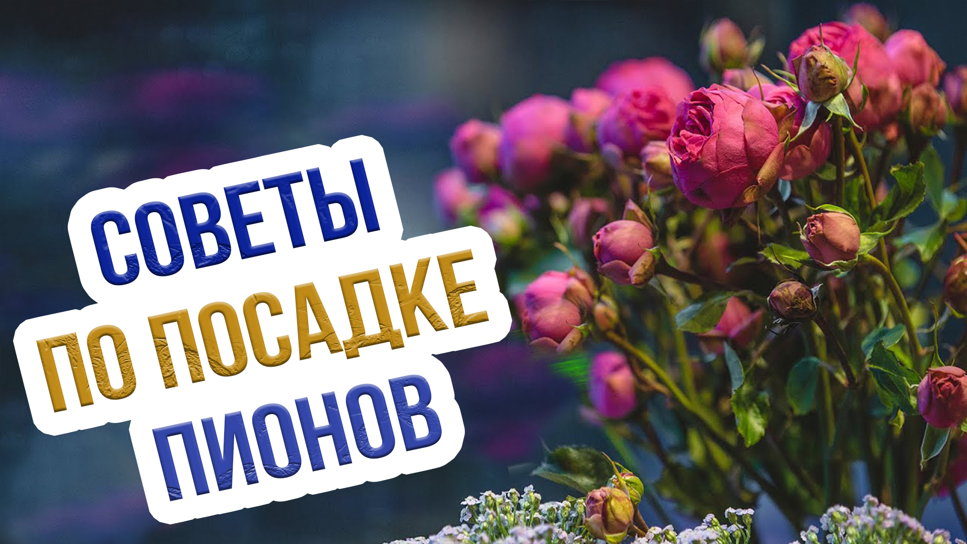 Посадка пионов осенью в открытый грунт. Как посадить пионы - пошаговый мастер-класс смотреть онлайн