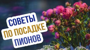 Посадка пионов осенью в открытый грунт. Как посадить пионы - пошаговый мастер-класс