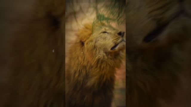 ملحمة البحث عن #أسد_الأطلس في خنيفرة: رحلة 