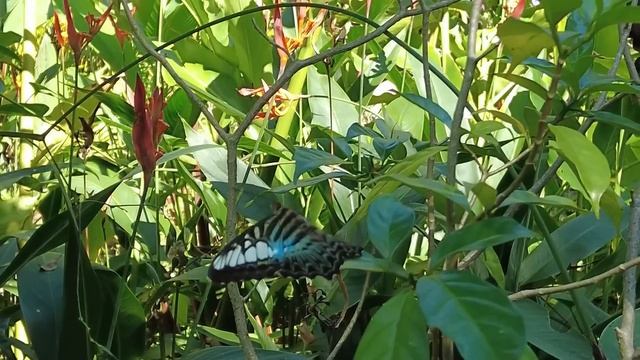 I Was So Impressed By Siem Reap, Cambodia | New Southeast Asia Digital Nomad Hub? смотреть онлайн