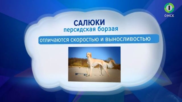 Собачья школа с Нюшей 54 выпуск смотреть онлайн