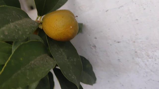 Зреене на Кумкуат смотреть онлайн