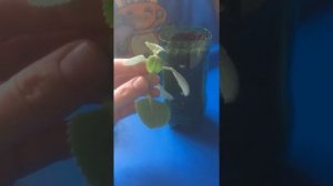 Размножение плектрантуса