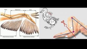 КАК ПОДРЕЗАТЬ КРЫЛЬЯ УТКАМ. Как содержать  мускусных уток в  большом количестве.