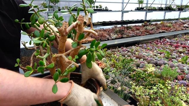 Пересадка денежного дерева Толстянки Крассулы оваты Crassula ovata с полной заменой субстрата смотреть онлайн