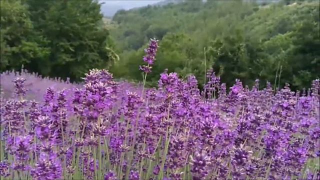 Лавандовые поля в Италии. Пьемонт. Sale San Giovanni смотреть онлайн