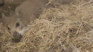 КАК ВЫРАСТИТЬ ДИКОГО КАБАНА/ ДАРЕНОМУ КАБАНУ В ЗУБЫ НЕ СМОТРЯТ