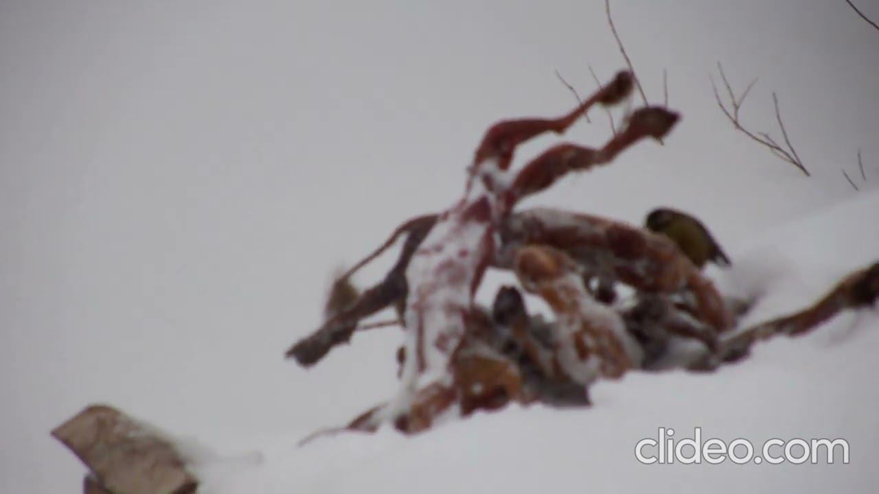 Натуралисту. смотреть онлайн