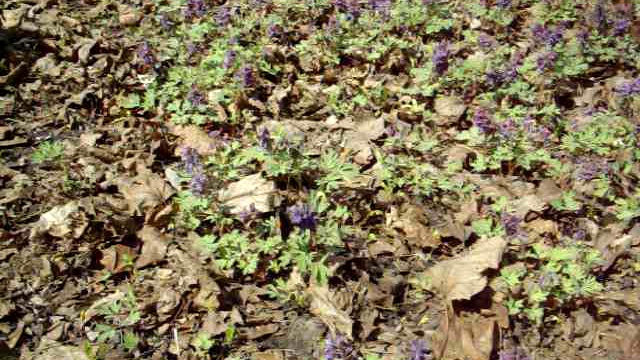 Первая бабочка смотреть онлайн