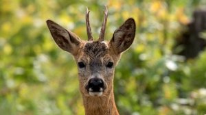 Интересные факты о Косуле