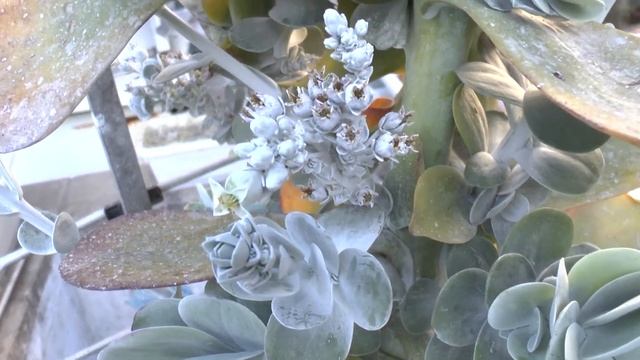 Kalanchoe Thyrsiflora - Grow & Care (Kalanchoe Thyrsifolia)