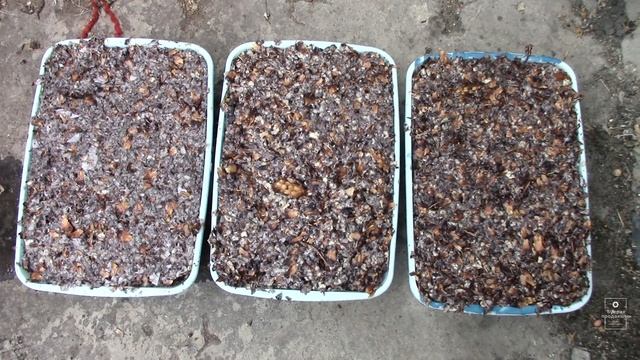 Как делать брикеты из шишек без пресса и зачем это нужно #33 смотреть онлайн