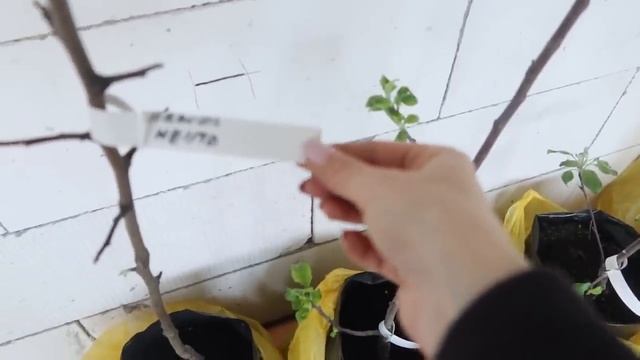 ?ПРЕОБРАЖАЕМ НОВЫЙ УЧАСТОК/ВКУСНО ГОТОВИМ/ПЕРВЫЕ ПОСАДКИ/ПОКУПКИ В ПИТОМНИКЕ И ДЛЯ СЕБЯ/ДЕЛА ПО ДОМ смотреть онлайн