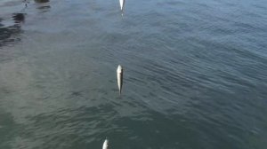 Рыбалка в Стамбуле. Стамбул 2021–Золотой рог/Fishing in Istanbul