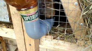 Простая самодельная поилка для кроликов