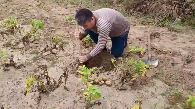 Картофель сорта "Гала" на песках пригорода Улан-Удэ, урожай 2020 смотреть онлайн