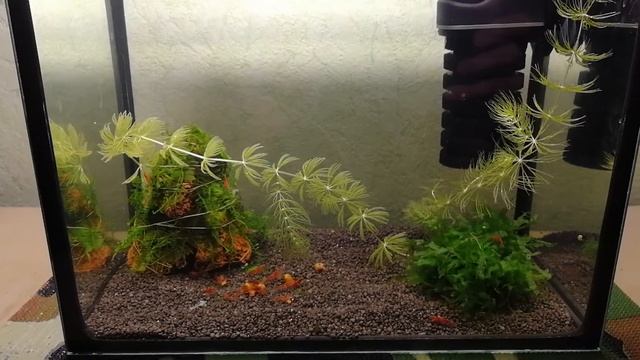 Креветки вишни в 10 литрах. смотреть онлайн