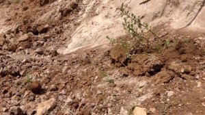 Геология на примере мини карьера. Венёв, Тульская область.