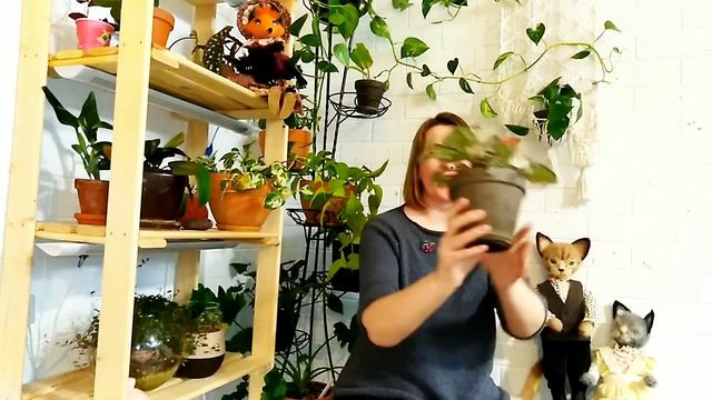 Проект создай кашпо для любимого растения! смотреть онлайн