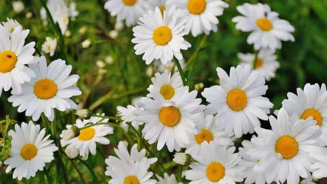 Vivaldi - The Four Seasons | Classical Music for Relaxation, Study смотреть онлайн