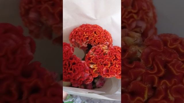 Необычные цветы. Целозия гребенчатая смотреть онлайн
