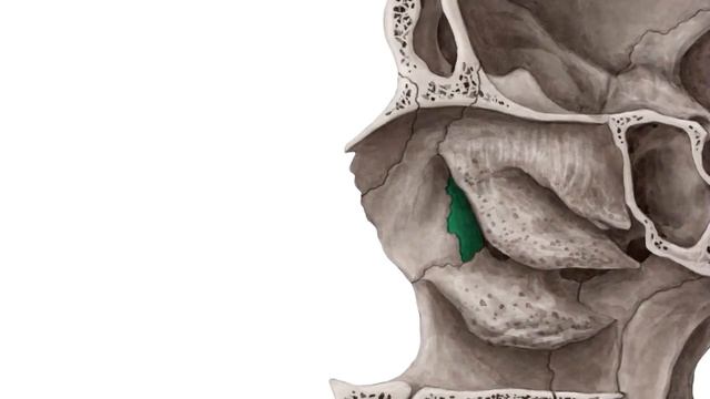 Боковая стенка полости носа - Анатомия человека | Kenhub смотреть онлайн