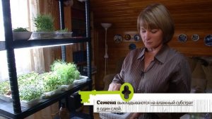 МИКРОЗЕЛЕНЬ. Простой и быстрый способ выращивания