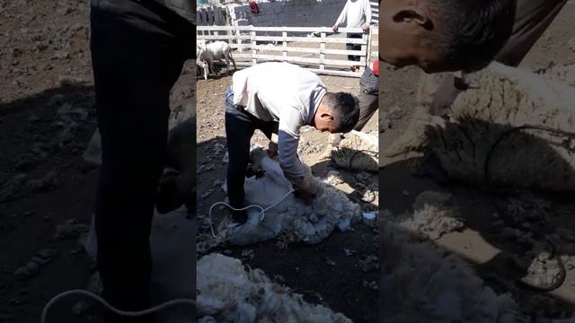 Стрижка овец Казахстан 87024380077 смотреть онлайн