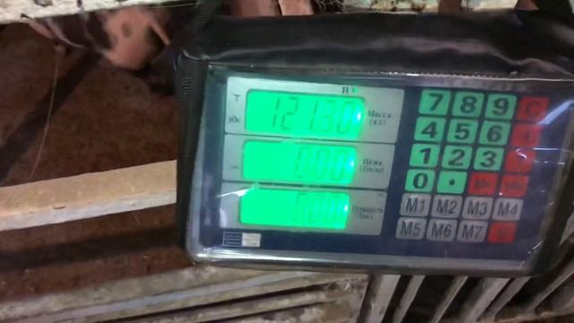 Взвешиваем поросят//Результат вроде неплохой//