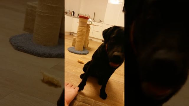 Животные(40) смотреть онлайн