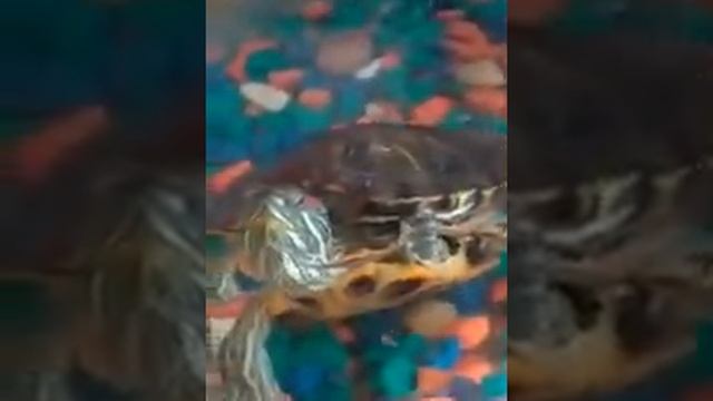 Наблюдение за черепахами смотреть онлайн