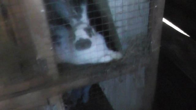 Обзор хозяйства\\Строительство крольчатника-теплицы смотреть онлайн