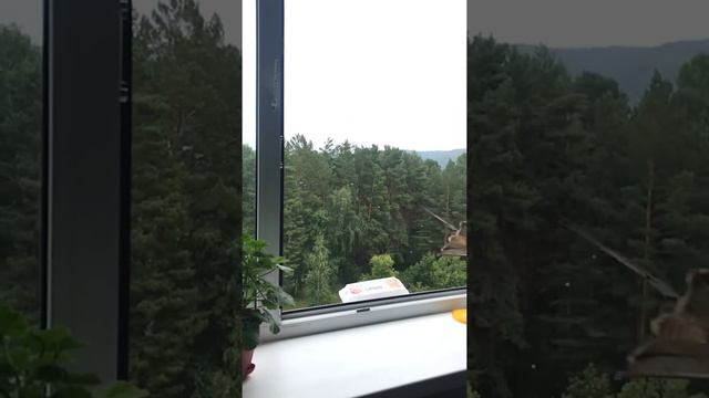 Орёл летит в замедленной съемке смотреть онлайн