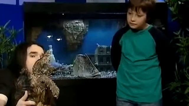 2 Разнообразие видов черепах смотреть онлайн