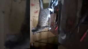 проверка щёток на генераторе мотоцикла Урал, 1 часть.