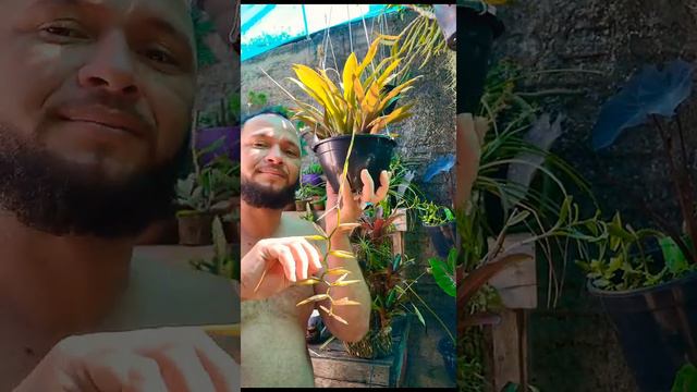 Polinização manual de tillandsia #bromeliads #germinação #tillandsia смотреть онлайн