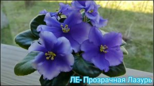 10 СОРТОВ ФИАЛОК С НАЗВАНИЯМИ. ВИДЕО ОБЗОР.