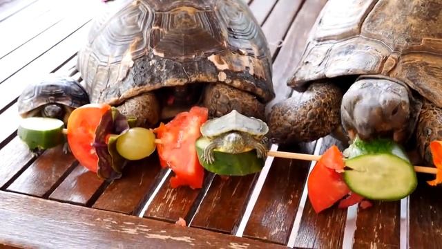 Черепаха Челленж - подружка Полен и животные для детей смотреть онлайн