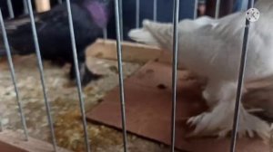 Голуби Таджикистана рынок г Душанбе гарантия100,150 пр