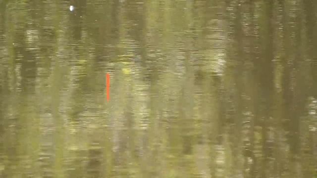 Карась,нерест...поклевки вынос мозга.))). смотреть онлайн