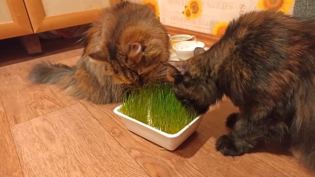 Кошки едят выращенный в домашних условиях овёс смотреть онлайн