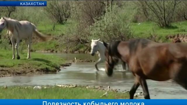Полезность кобыльего молока смотреть онлайн