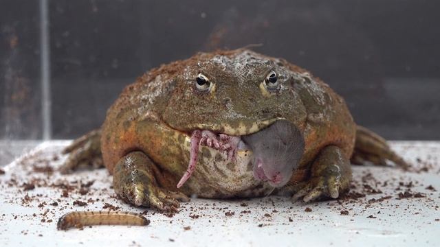 Giant African Bullfrog Feeding / Warning Live Feeding Video Documentation смотреть онлайн
