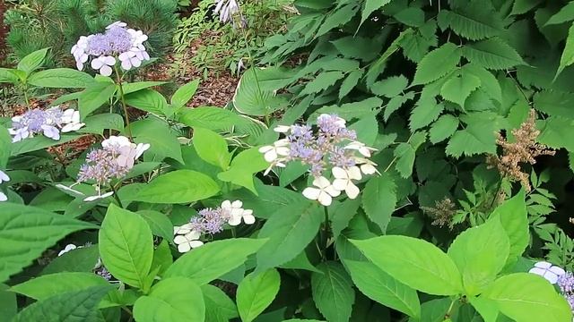 ГОРТЕНЗИЯ ПИЛЬЧАТАЯ - моя воздушная красотка смотреть онлайн