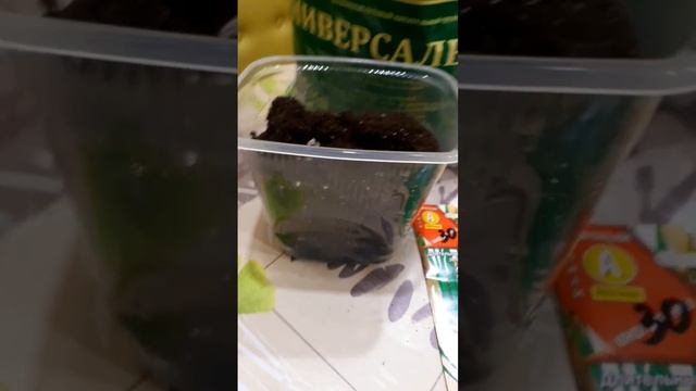 Посев многолетнего лука на рассаду 20.03.23 г. #сад #огород #дача #рассада #shorts смотреть онлайн