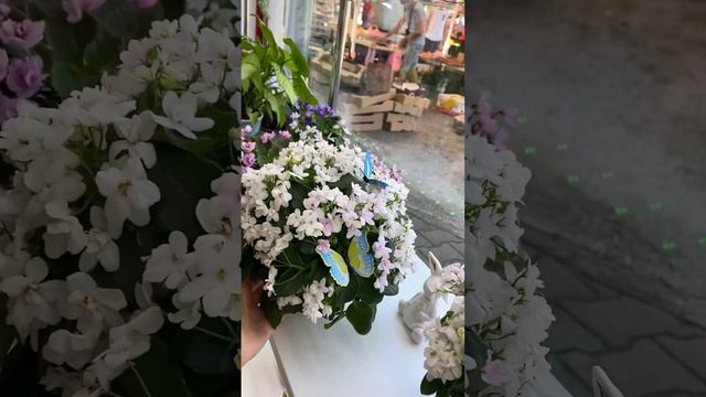 Falling Snow трейлерная фиалка . Магазин Фиалки а Одессе. #комнатныерастения смотреть онлайн