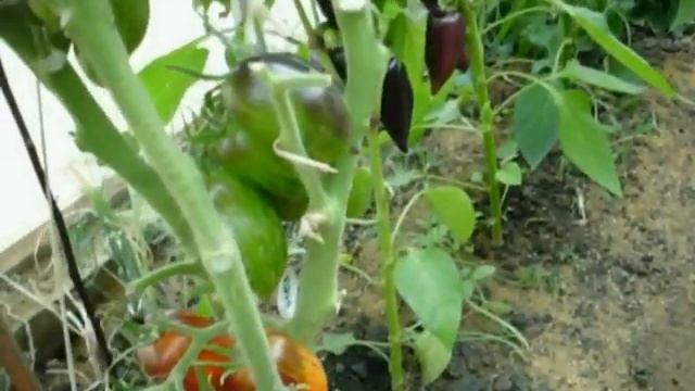 Томат Гном Бой с тенью смотреть онлайн